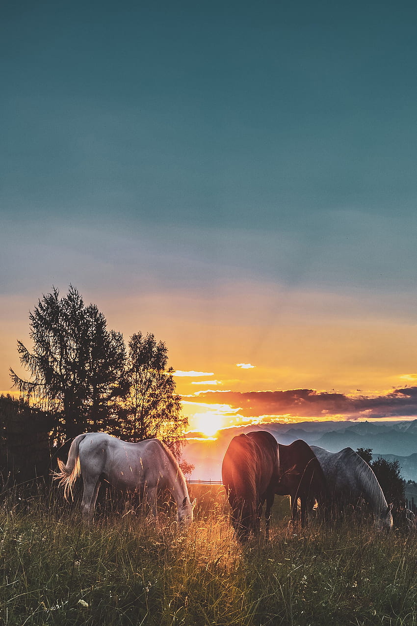 Zwierzęta, zachód słońca, konie, spacer, padok Tapeta na telefon HD