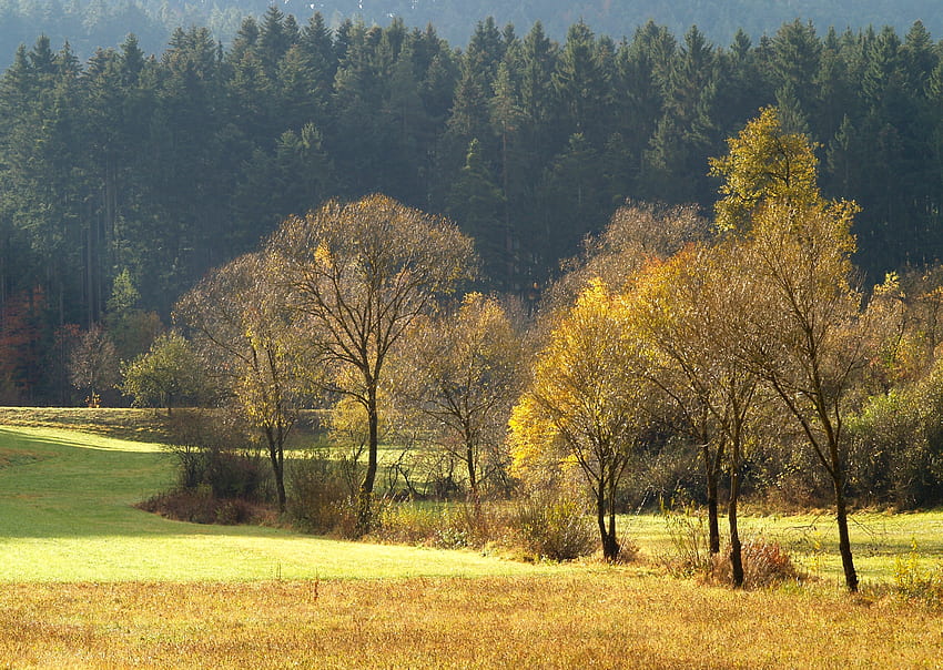 Naturaleza, árboles, otoño, oro, coníferas, conífero, bosque, campo, dorado fondo de pantalla