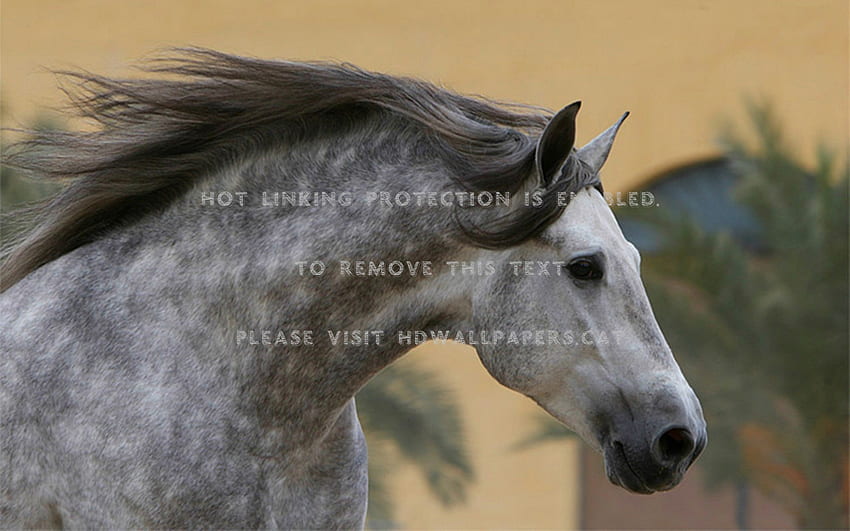 dappled andalusian horses grey spanish, Dapple Gray Horse HD wallpaper