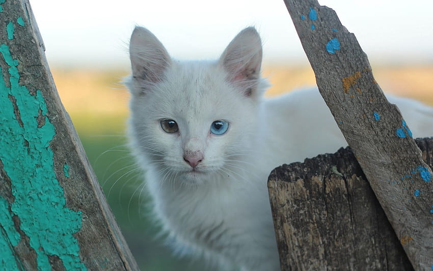 สัตว์ คิตตี้ ลูกแมว ปากกระบอกปืน เฮเทอโรโครเมีย แมวขาว วอลล์เปเปอร์ HD