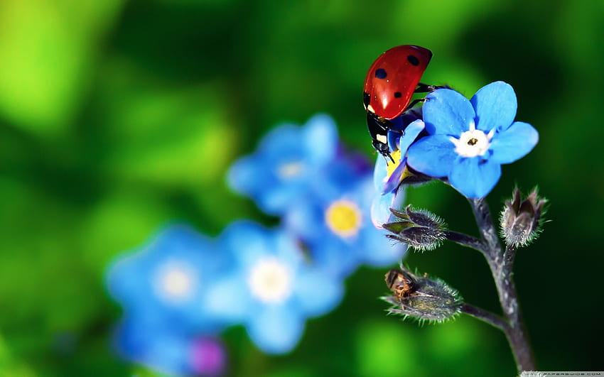 Ladybird Beetle HD wallpaper