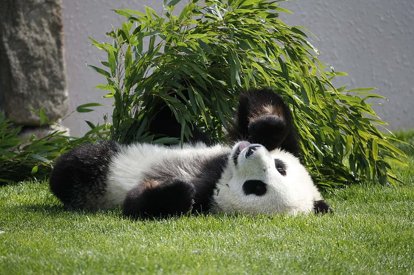 Tiere, Gras, hinlegen, liegen, Panda HD-Hintergrundbild