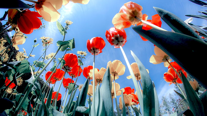 Poppies Blossom HD wallpaper