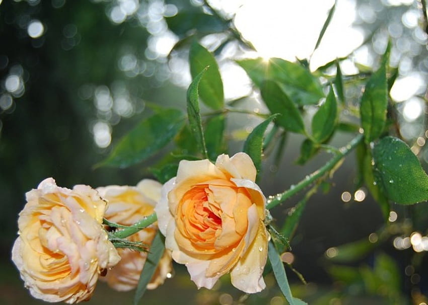 오렌지 장미, 꽃, 장미 HD 월페이퍼