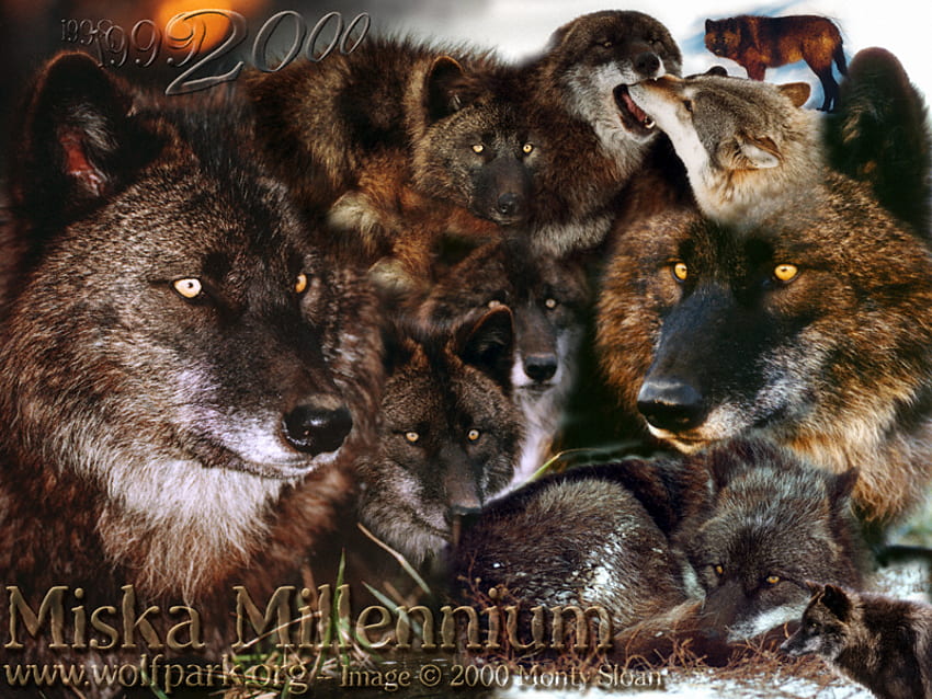 Black Wolves, wolf collage, wolves, black wolf, animals, dogs, puppies, grey wolf, black wolf puppy HD wallpaper
