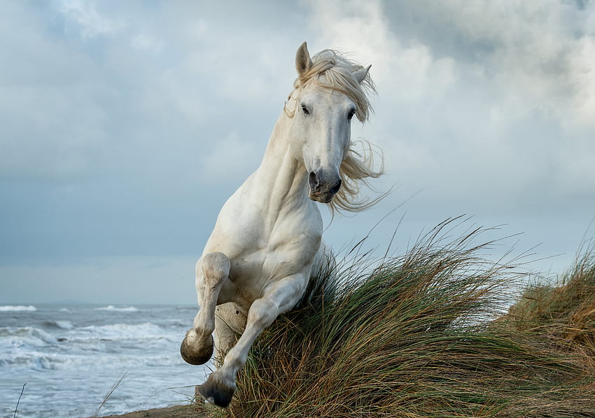 白馬、走る、動物 高画質の壁紙