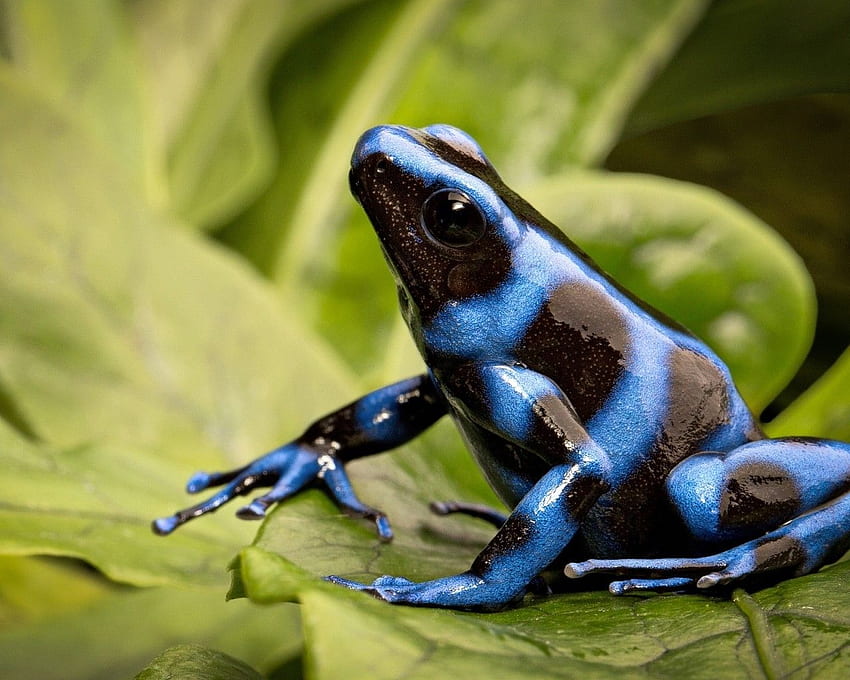 Poison Dart Frog, Blue, Black, Plant HD wallpaper