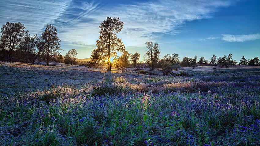 Blue Flower Field Sunrise, Fields, Meadows, Flowers, Nature, Sunrises HD wallpaper