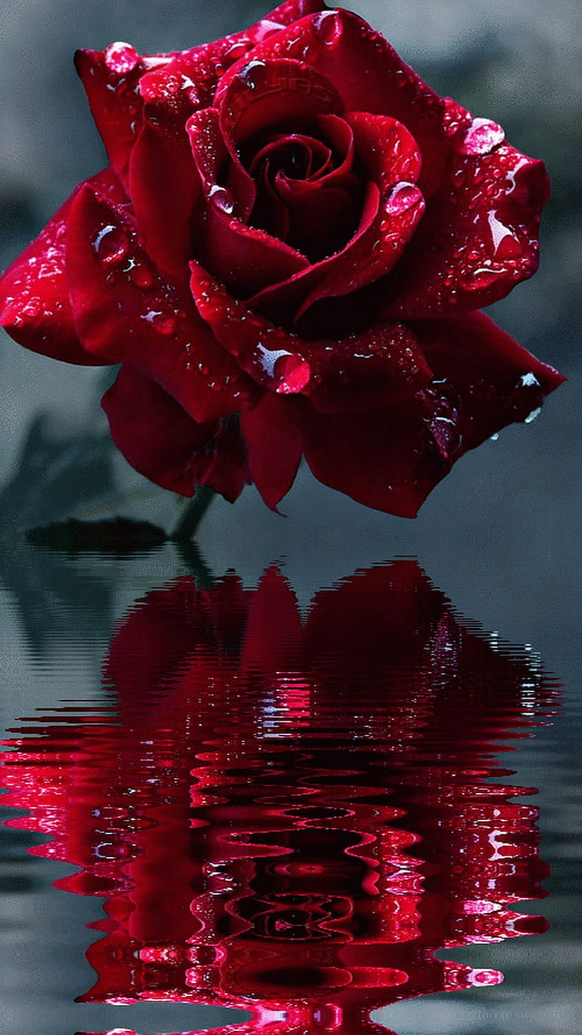 Red Rose.. HD phone wallpaper