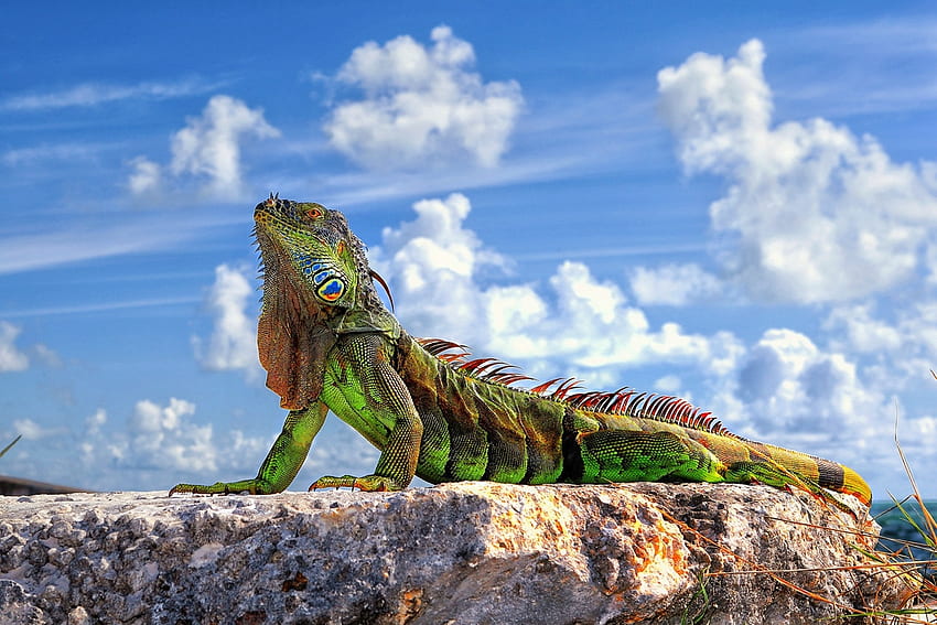 Animals, Sky, Clouds, Rock, Stone, Lizard, Iguana HD wallpaper