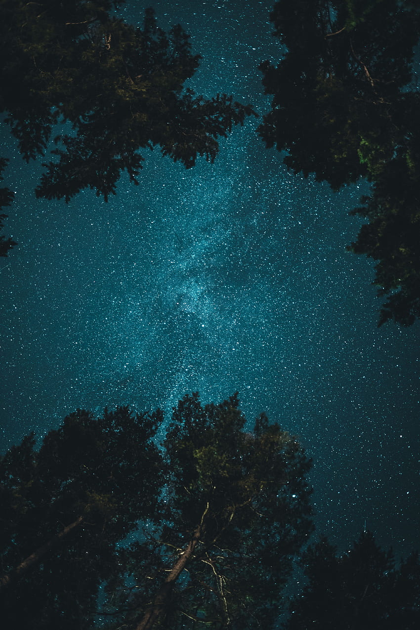 Nature, Trees, Night, Starry Sky, Branches, Bottom View HD phone wallpaper
