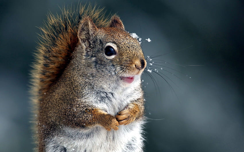 Animals, Squirrel, Snow, Muzzle, Tail HD wallpaper