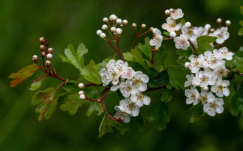 Hawthorn Blossoms, hawthorn, spring, tree, blossoms, macro HD wallpaper