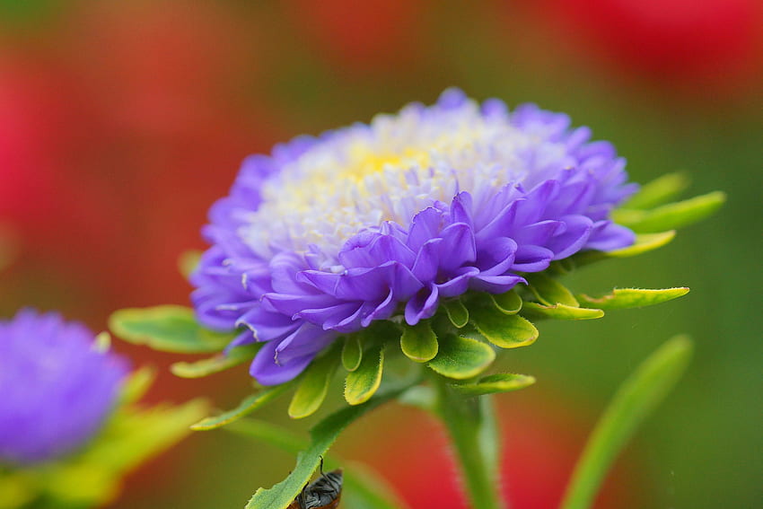 Blumen, Flieder, Blume, Blütenblätter, Knospe, Aster HD-Hintergrundbild