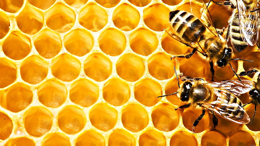 Honey Bees HD wallpaper
