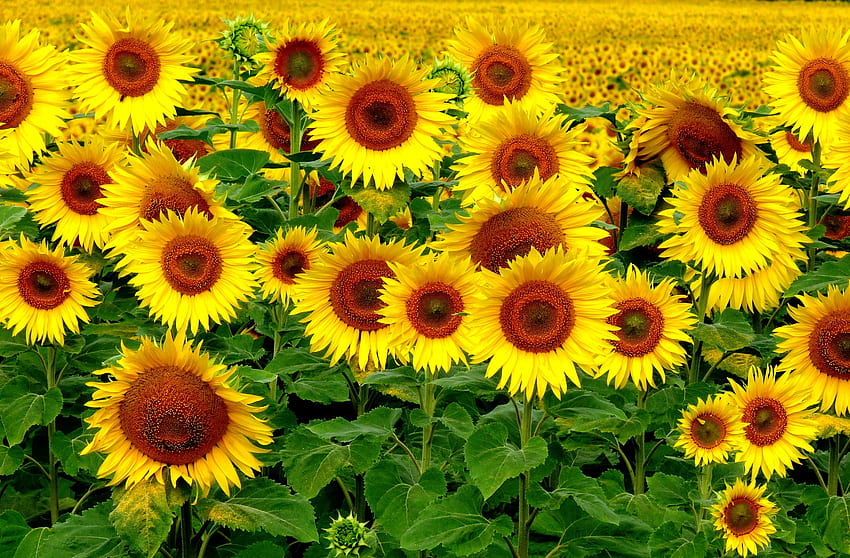 Landscape, Nature, Sunflowers, Field HD wallpaper