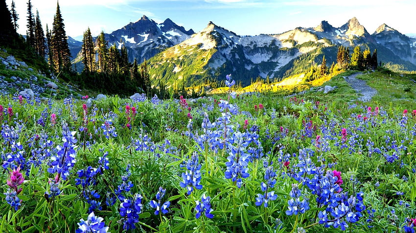 Natura, kwiaty, niebo, góry, Dahl, odległość Tapeta HD
