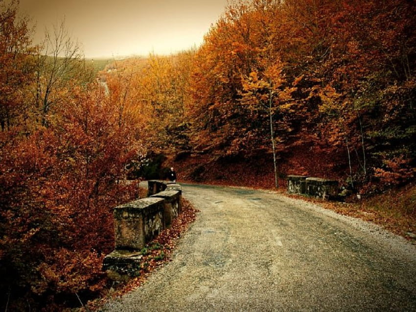 A road through fall, road, fall HD wallpaper