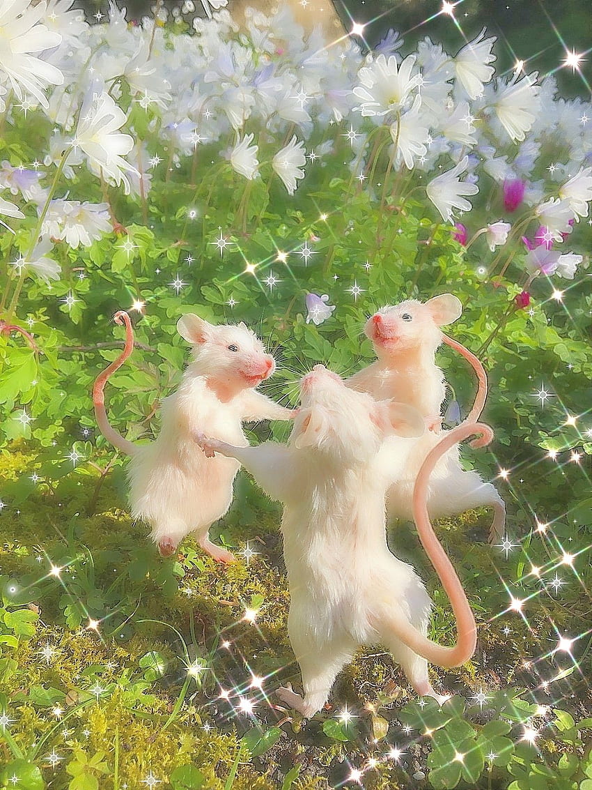 25 Amazing Funniest Animal cute rat HD phone wallpaper  Pxfuel