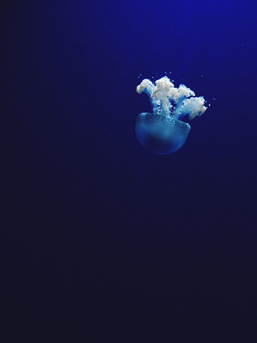 깊고 푸른 바다에서 수영하는 파란색과 흰색 해파리. Peakpx HD 전화 배경 화면