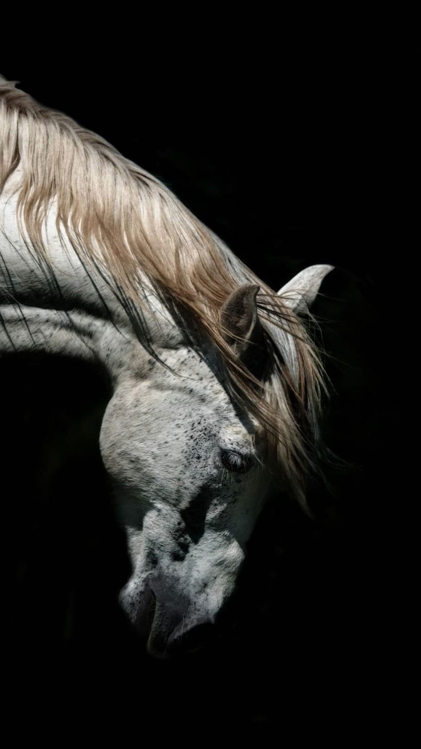 Weißes Pferd, Kopf, schwarzer Hintergrund IPhone 8 7 6 6S HD-Handy-Hintergrundbild