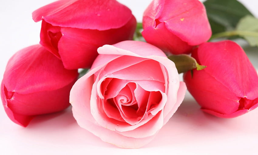花ピンクのバラと赤いチューリップのクローズ アップ、1280 X 768 ローズ 高画質の壁紙