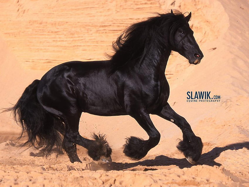 Slawik horse, Barrel Racing HD wallpaper
