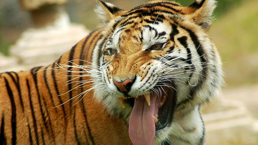 Tiere, Grinsen, Sehen, Meinung, Tiger, Sprache, Zunge HD-Hintergrundbild