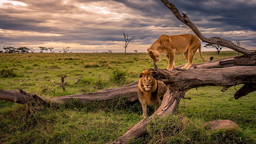 Leone e leonessa, Africa, fauna selvatica U, fauna africana Sfondo HD