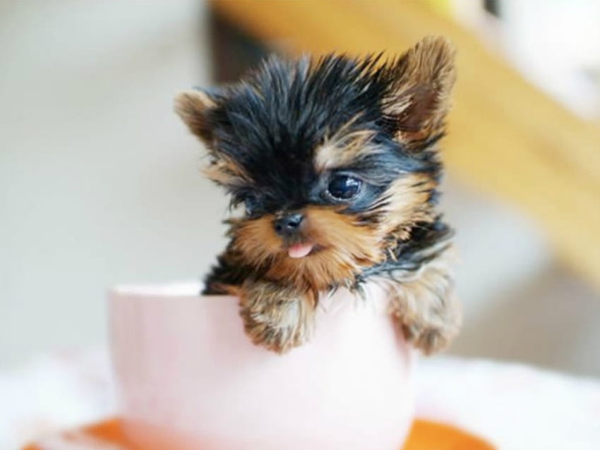 ลูกสุนัขถ้วยน้ำชา, น่ารัก, ลูกสุนัข, , สัตว์ วอลล์เปเปอร์ HD
