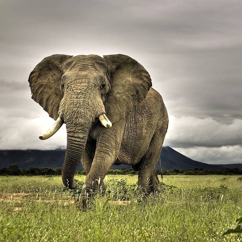 Elefante correndo na selva- animal selvagem, 3D Wild Animal Papel de parede de celular HD