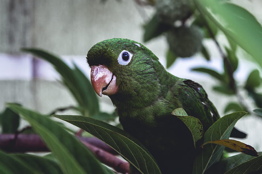 Parrot, muzzle, green bird, exotic HD wallpaper