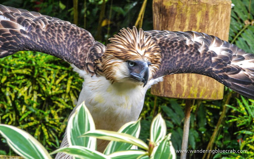 px Philippinischer Adler (778,27 KB). 23.03.2015 HD-Hintergrundbild