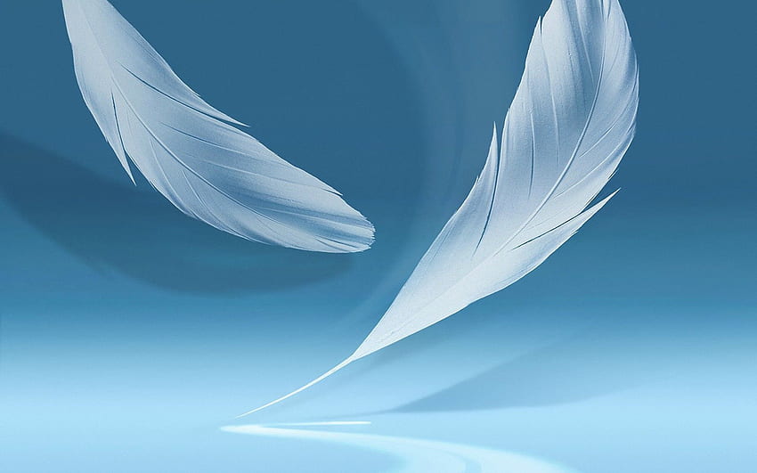 windows 7 feathers High Quality , High Definition, Bird Feather HD wallpaper