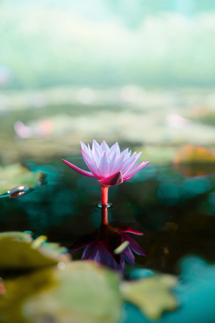 꽃, 물, 핑크, 연꽃 무늬, 흐림 효과, 부드러운 HD 전화 배경 화면