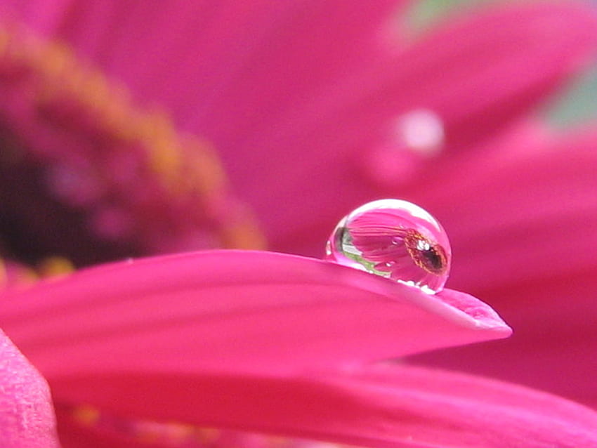 Różowy Daizy, różowy, płatki, kwiat, stokrotka, pozostawia kroplę wody Tapeta HD