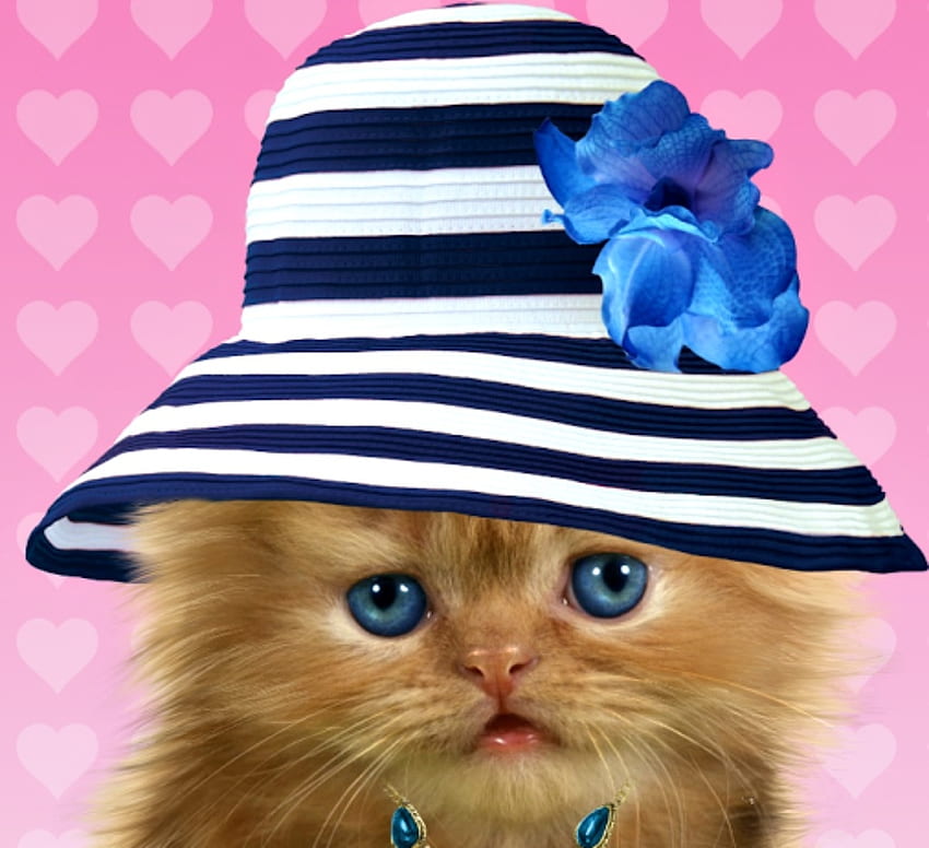 Gatito, azul, lindo, gato, pisica, verano, rosa, gatito, flor, cara, sombrero fondo de pantalla