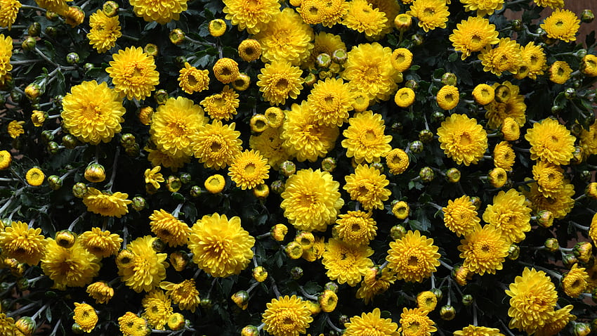 Fleurs, Chrysanthème, Parterre De Fleurs Fond d'écran HD