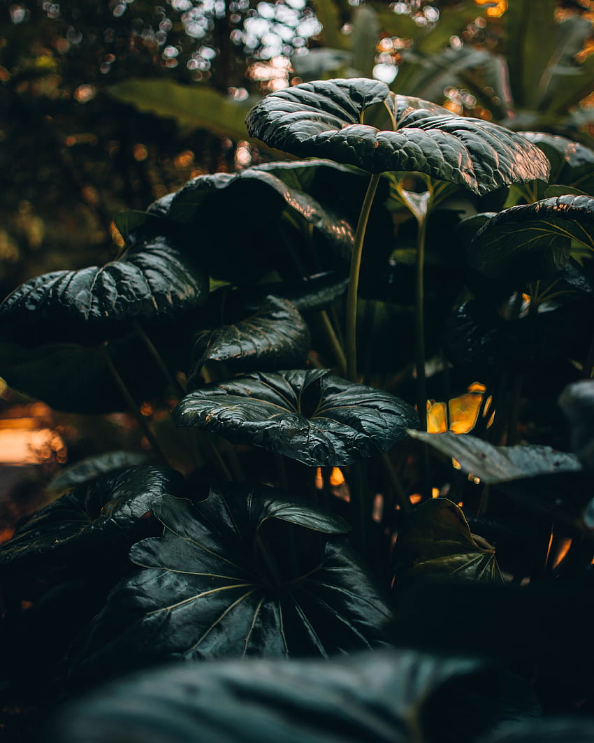Природа, листа, растение, тропическо, диво HD тапет за телефон