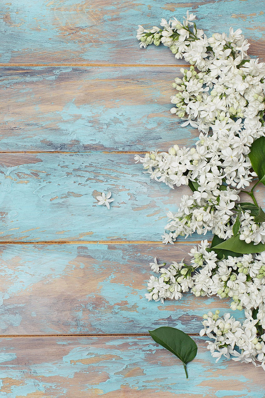 ภูมิหลังของกราฟิคเวียนนา เอตซี่ พื้นหลังดอกไม้ พื้นหลังดอกไม้ พื้นหลังสำหรับกราฟิค ดอกไม้ชนบท วอลล์เปเปอร์โทรศัพท์ HD