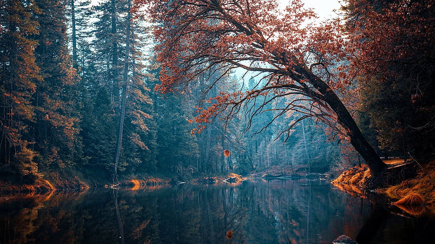 Sungai Merced, Taman Nasional Yosemite, california, daun, musim gugur, musim gugur, pohon, warna, usa Wallpaper HD