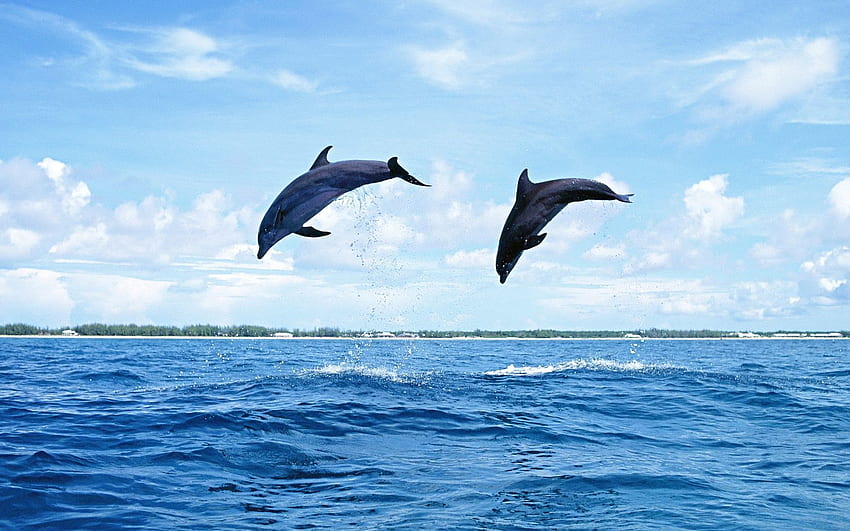 동물, 돌고래, 바다, 파도, 커플, 쌍, 바운스, 점프 HD 월페이퍼