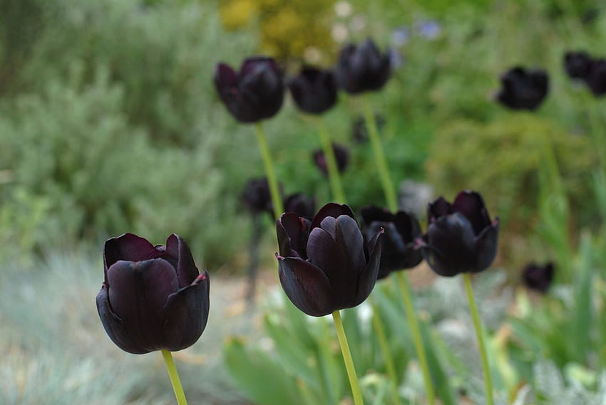 High Quality Black Tulips . Full, Dark Tulip HD wallpaper