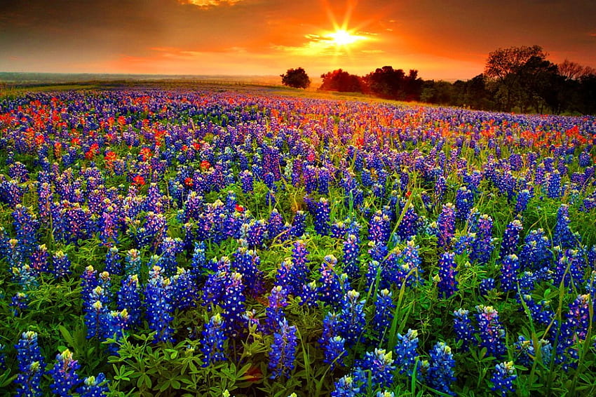 Field of flowers, glow, beautiful, lupin, sunrise, nice, summer, pretty, light, field, nature, flowers, sky, lovely, sun, sunset HD wallpaper