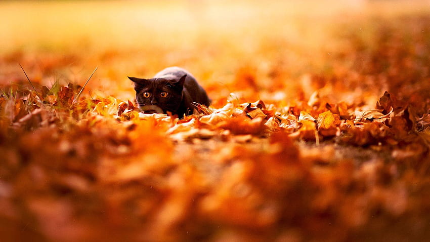 Animals, Nature, Background, Autumn, Leaves, Bright, Cat, Color, Colors HD wallpaper