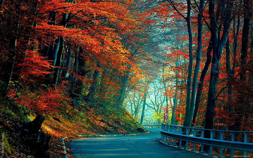 Natura, alberi, autunno, foglie, strada Sfondo HD