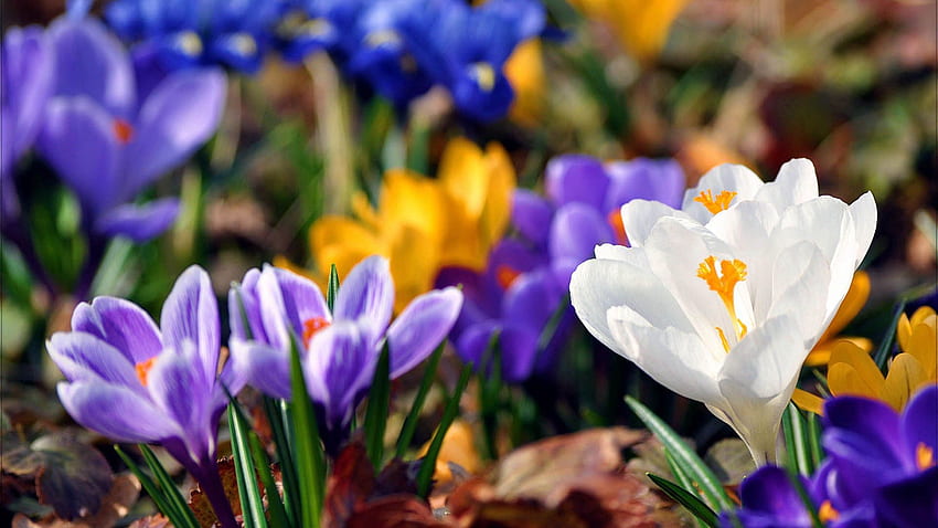 Blumen, Schneeglöckchen, Pflanze, Blüte, Blüte HD-Hintergrundbild