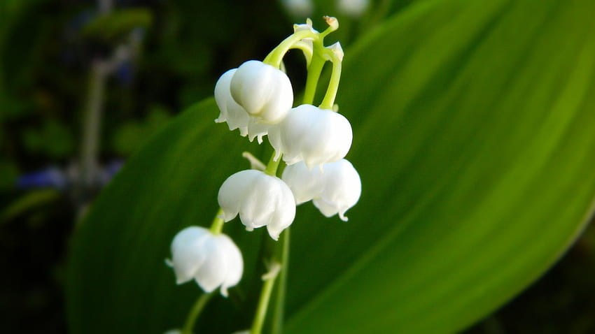 Lily of the valley, bellflower, white HD wallpaper | Pxfuel