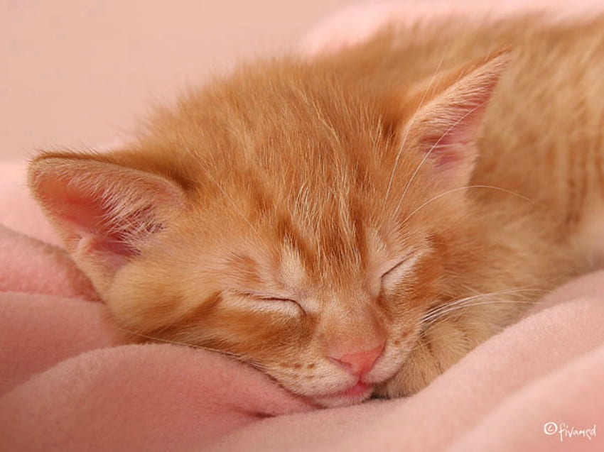Sleep time!, kitten, cute, cat, sleeping HD wallpaper