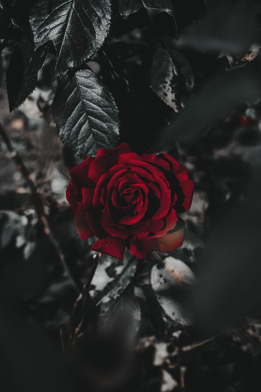 Rose, Dark Red Rose HD phone wallpaper | Pxfuel